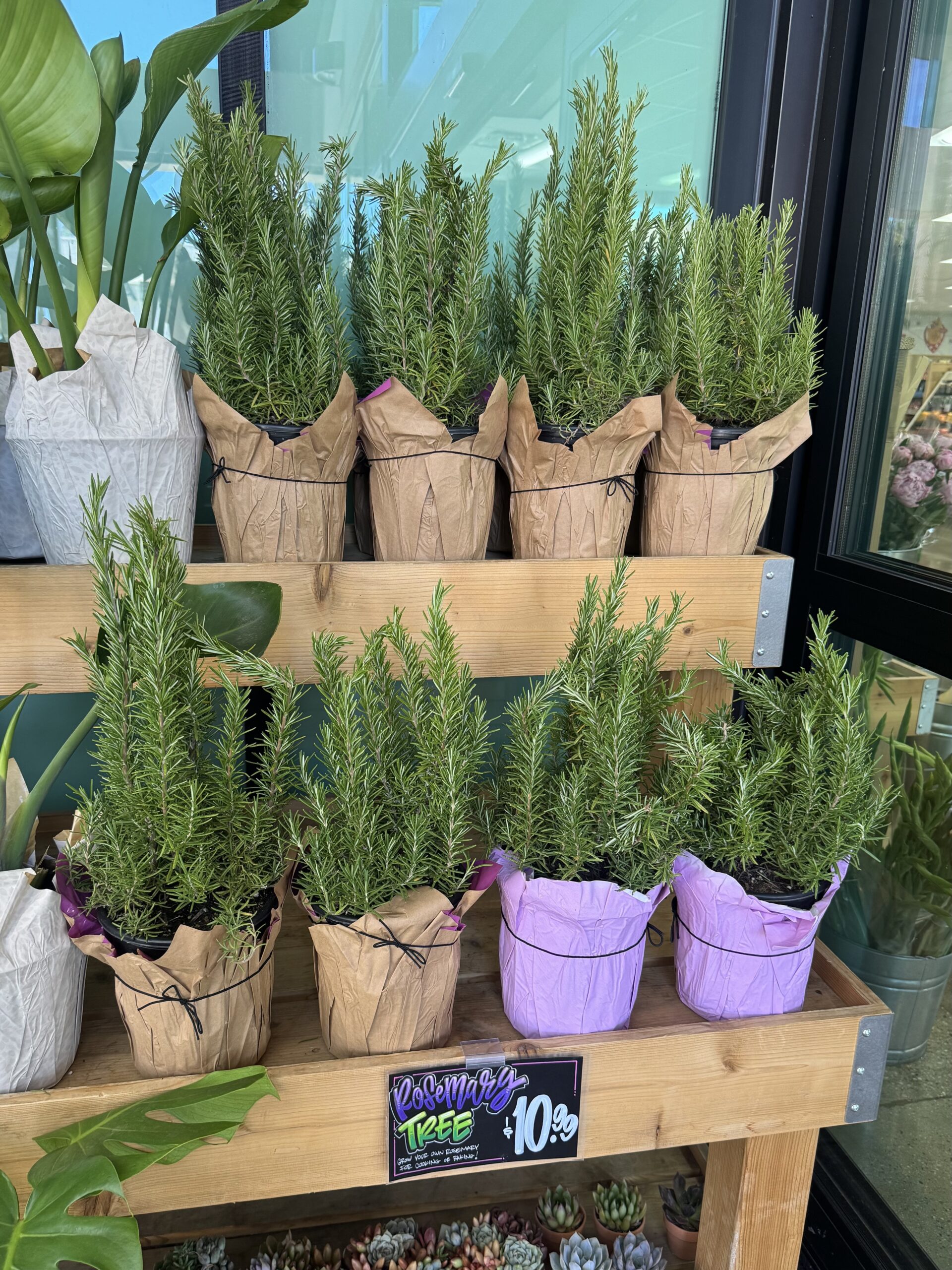 Rosemary TREE - in store