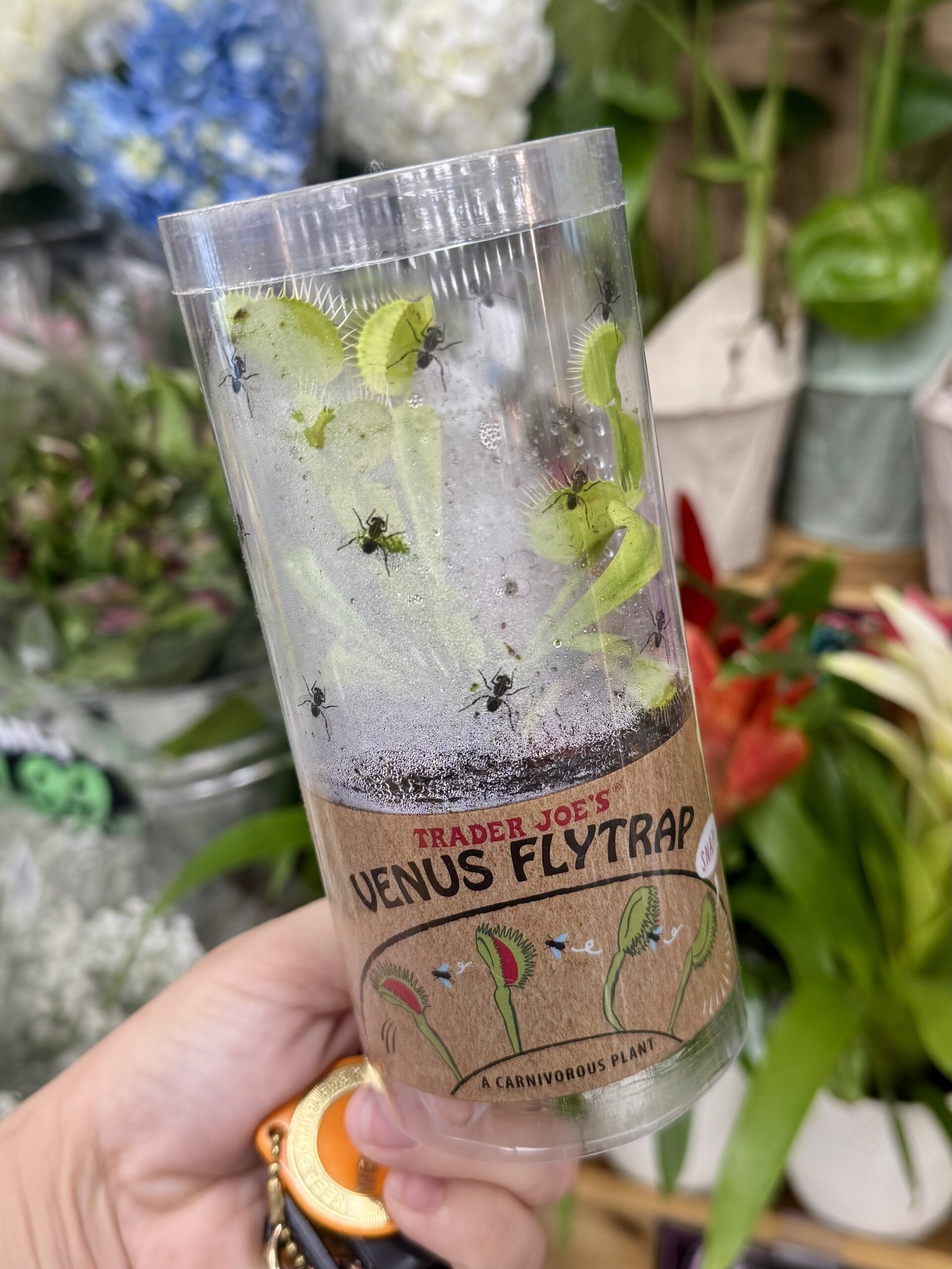 Trader Joe's Venus Flytrap - in store