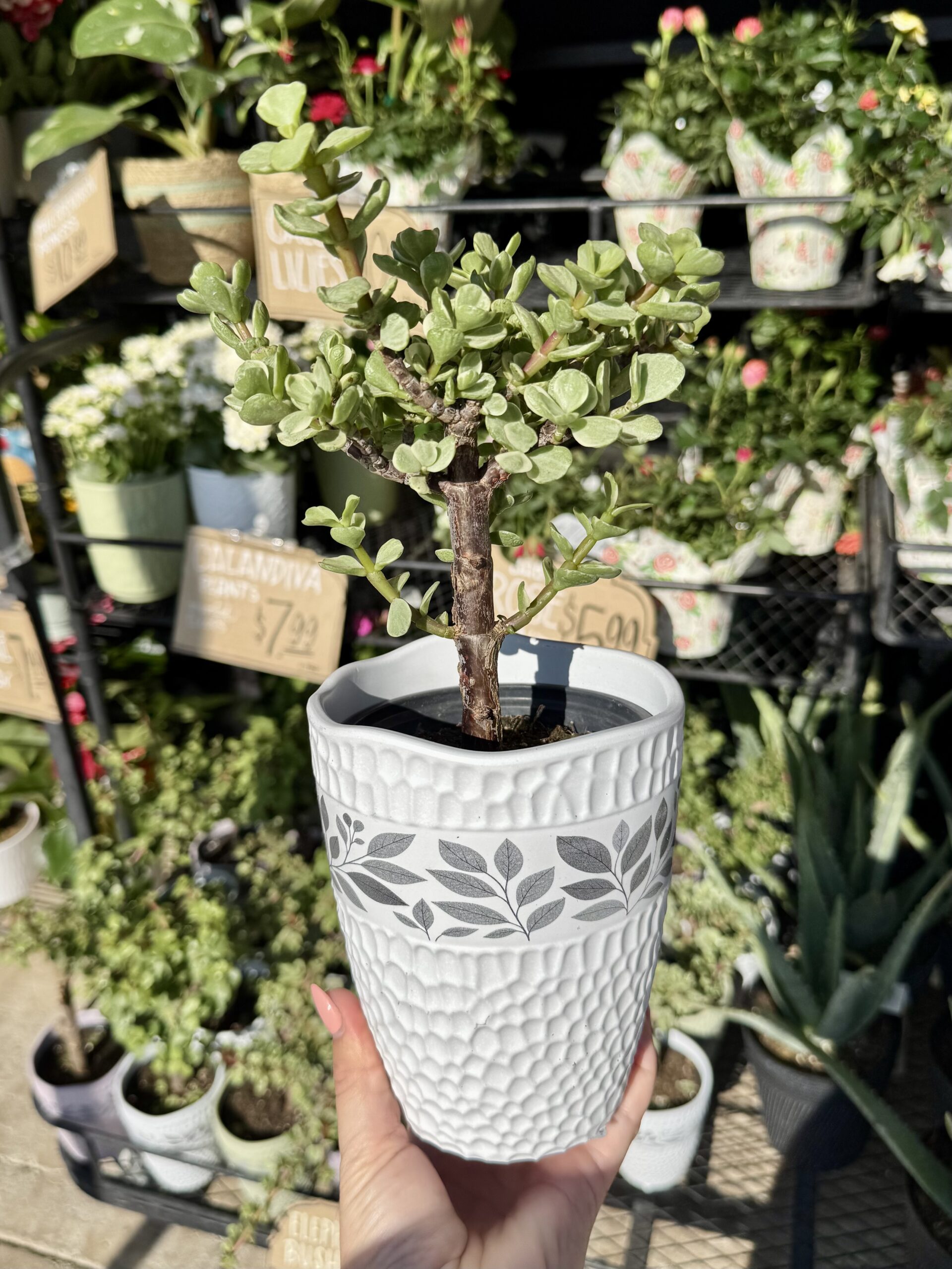Elephant Bush - in store