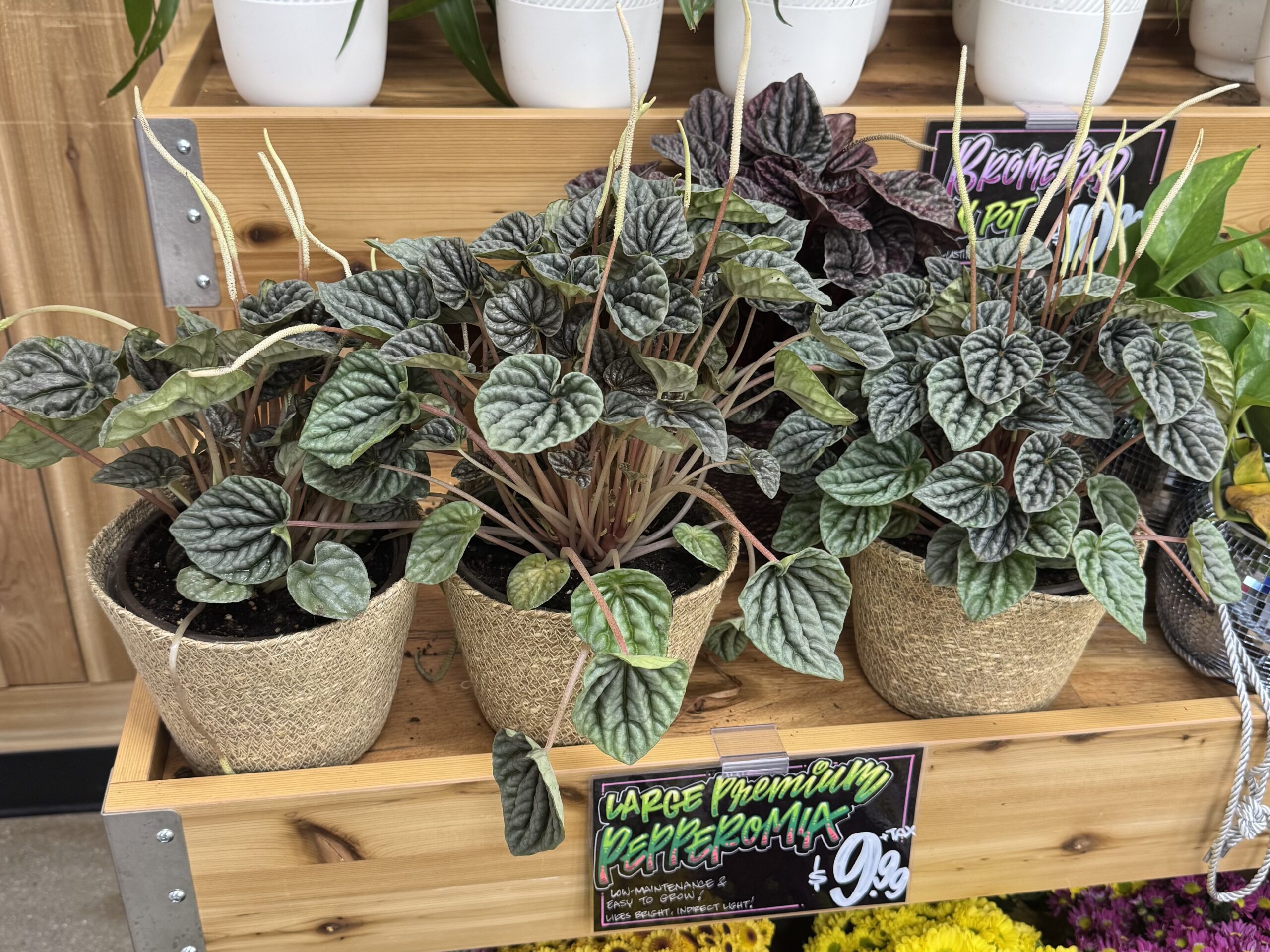Large Premium Peperomia - in store