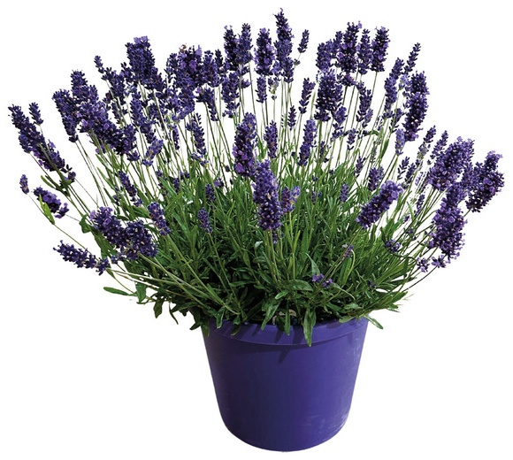 Lavender Plant -