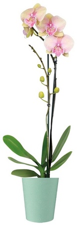 Easy Orchid - 