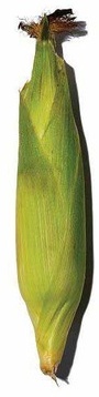 Bulk Sweet Corn