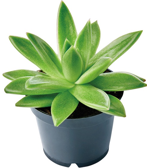 Mini Succulent - Assorted Varieties -