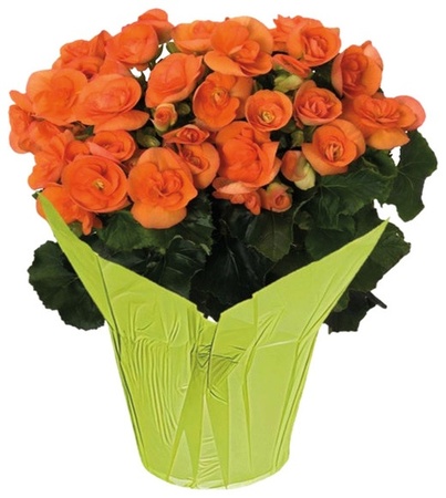 Blooming Flower - 