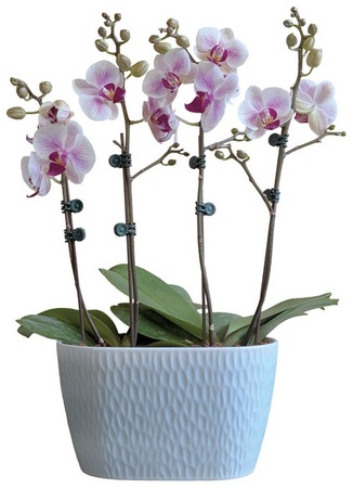 Orchid Garden Duo Pot - 