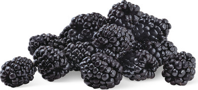 Driscoll's Organic Blackberries