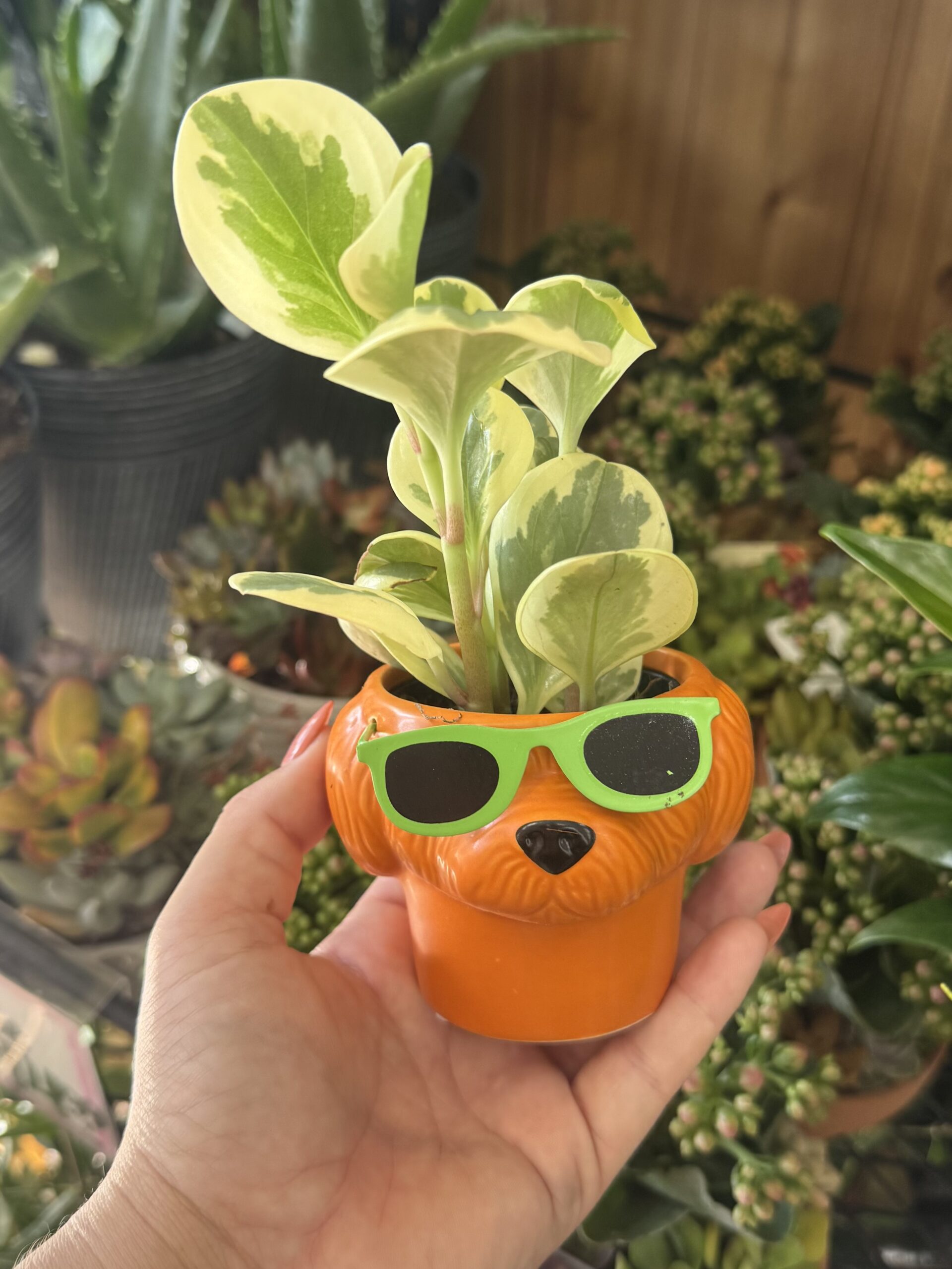 Variegated Peperomia in Dog Shaped Pot - in store