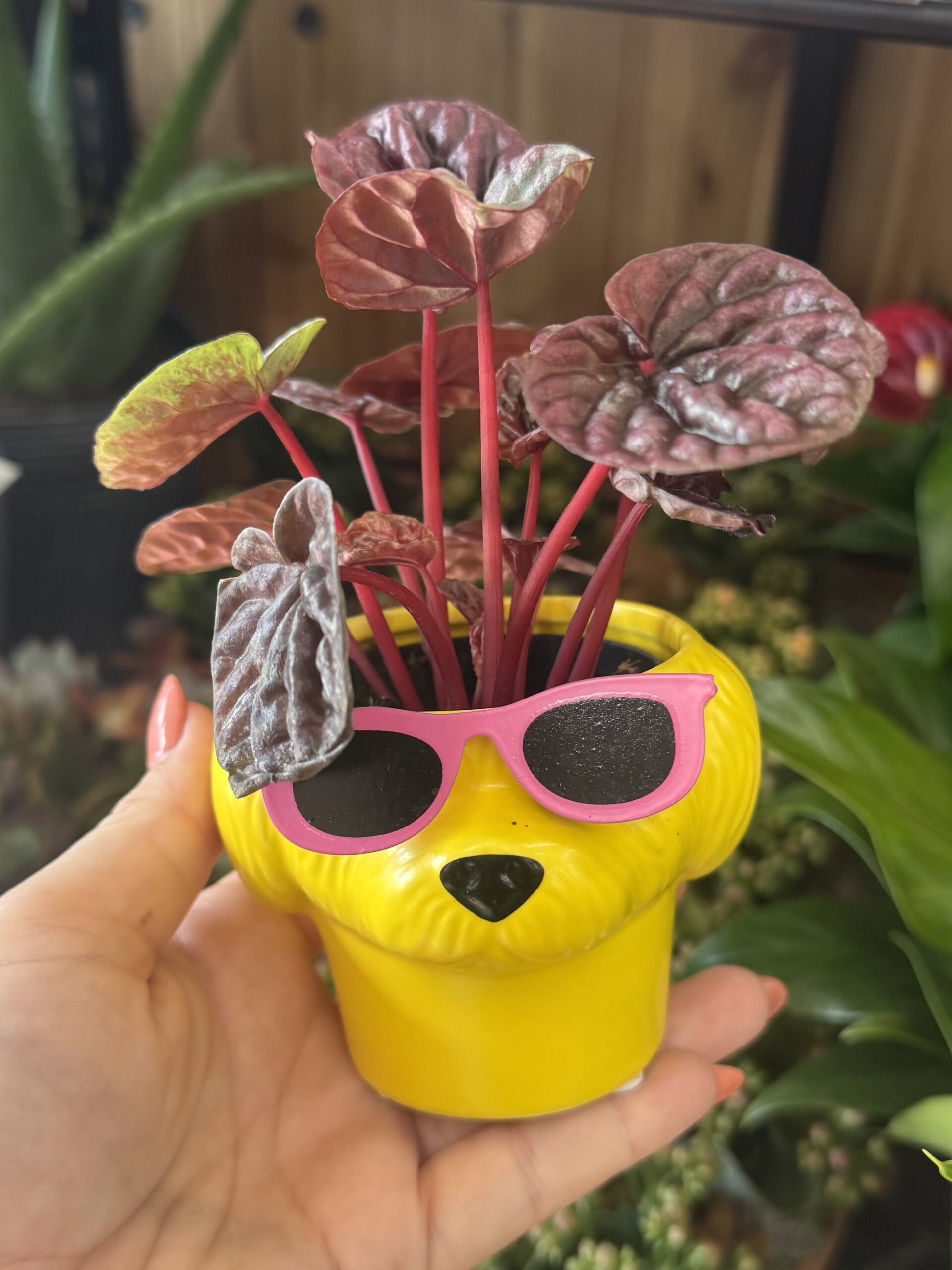 Peperomia Plant in Dog Planter - in store