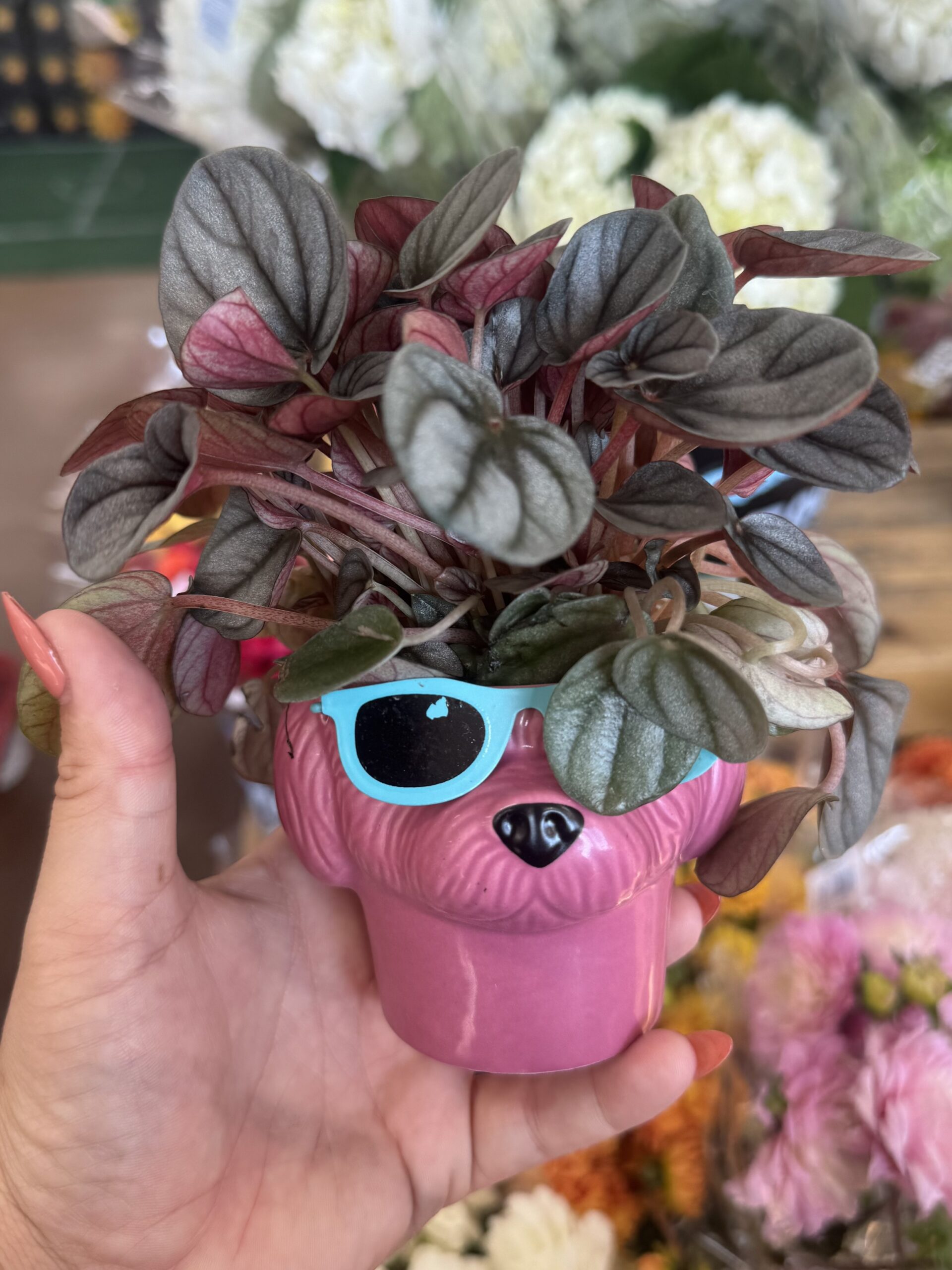 Potted Peperomia in Pink Dog Planter - in store