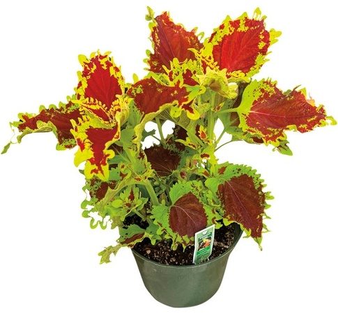 6 Inch Upright Plant - 
