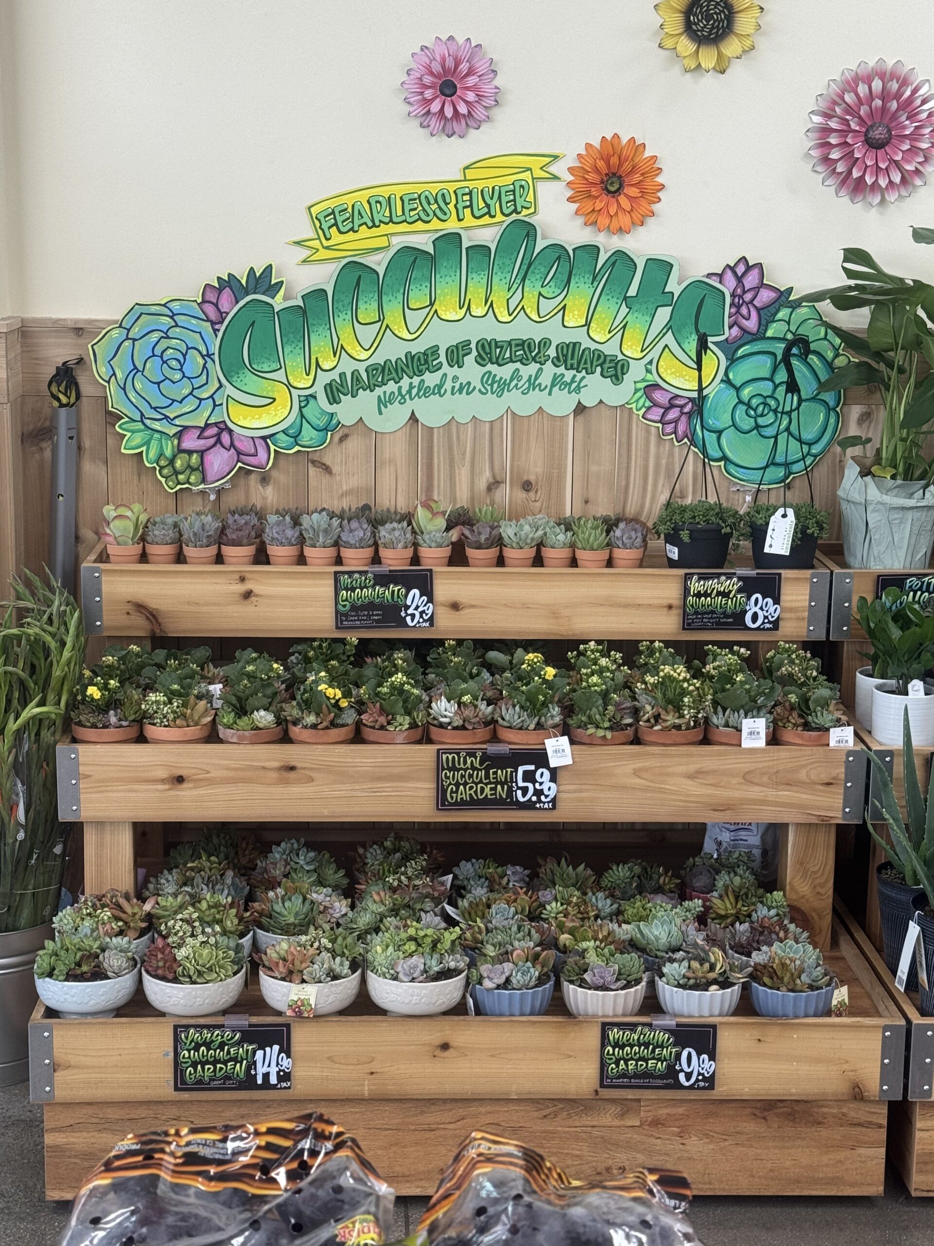 Succulents - in store