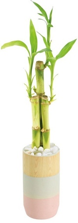 Costa Farms 2.5 Inch Lucky Bamboo - 