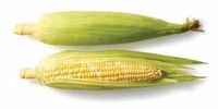 Bulk Sweet Corn