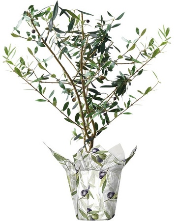 5 Inch Olive Tree -