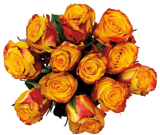 12 Stem Roses - 