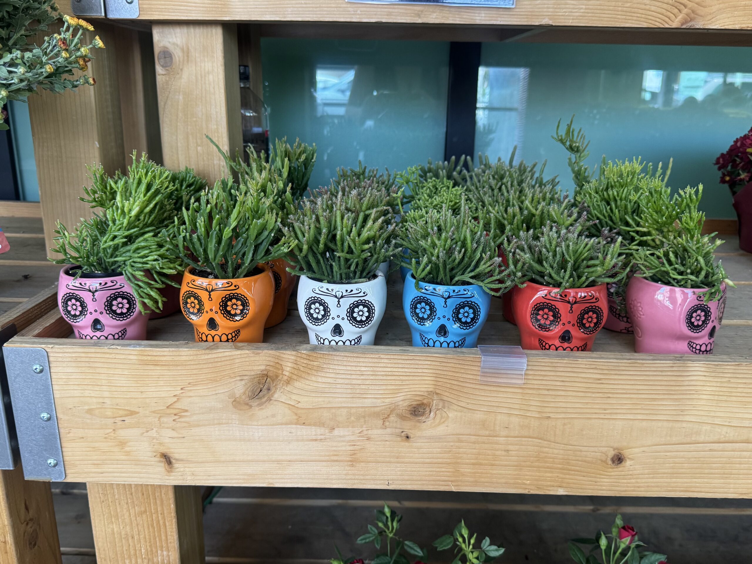 Sugar Skull Succulent - in store