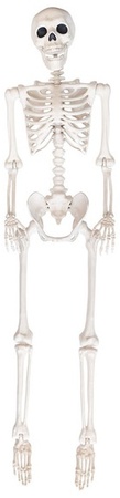 Bone