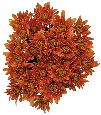 7 Stem Pompom Bouquet - Fall Colors