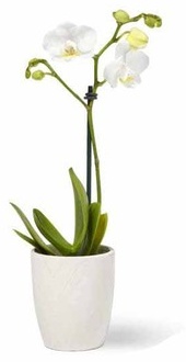 Espresso Phalaenopsis Orchid