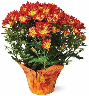 Pelee Mums