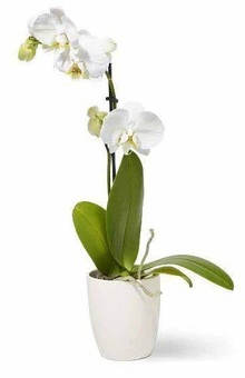 Tea Cup Orchid