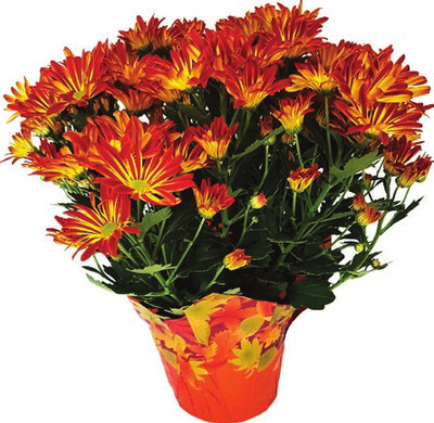 6 Inch Point Pelee Mum
