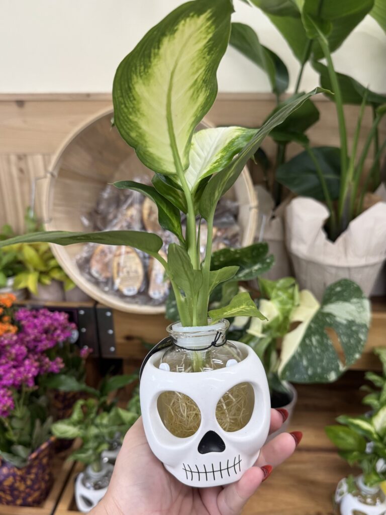 Trader Joe’s Brainiac Water Root Planter for fall 2026