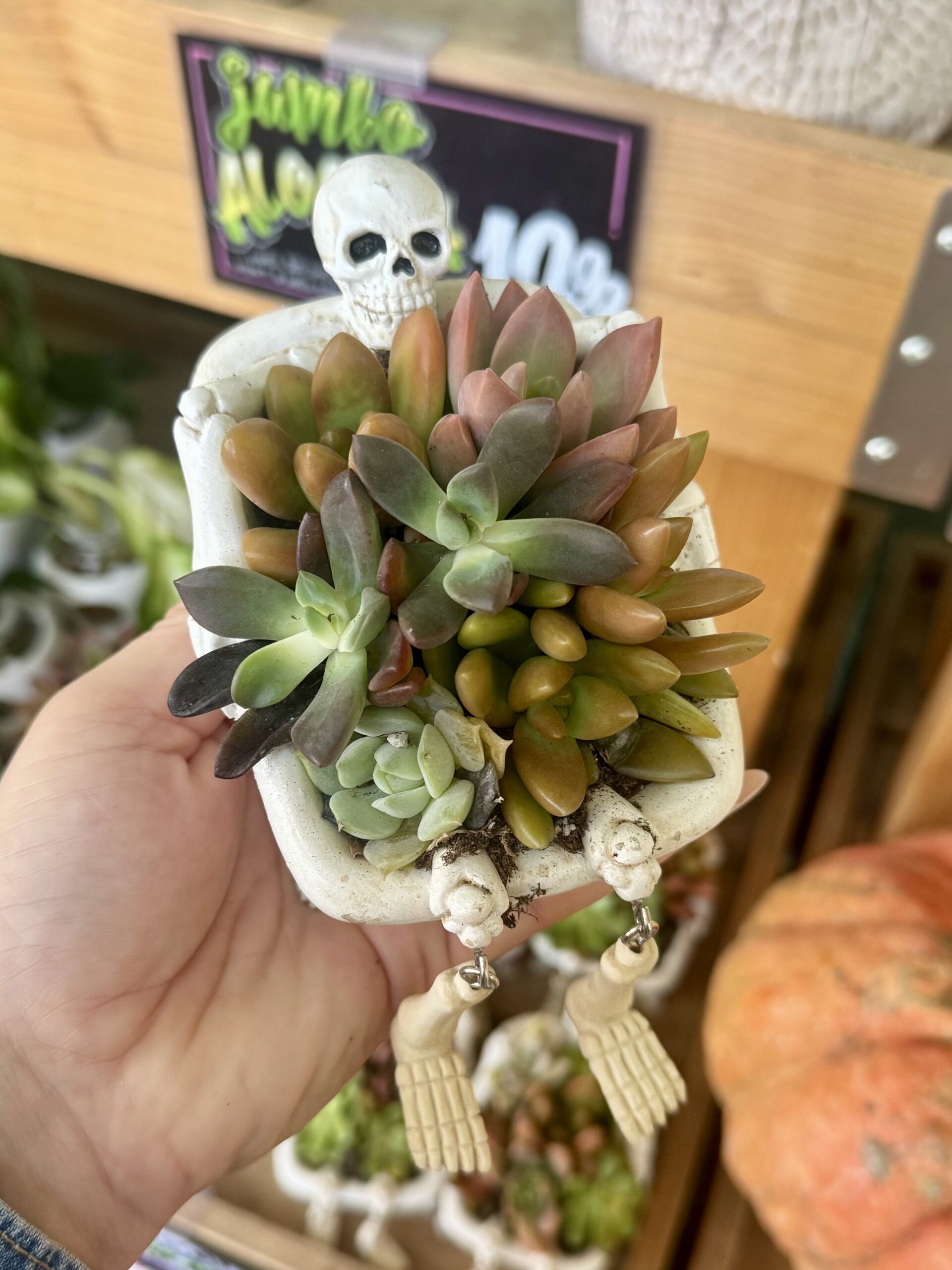 Succulent in Skeleton Planter - in store