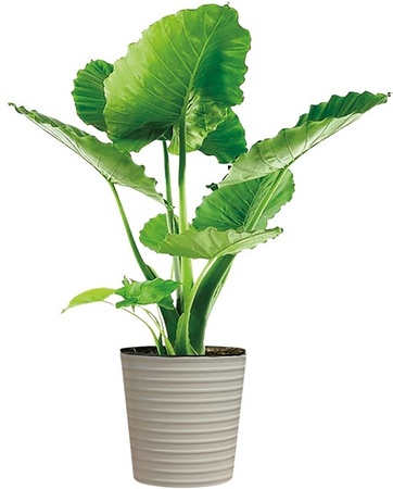 10 Inch Foliage - 