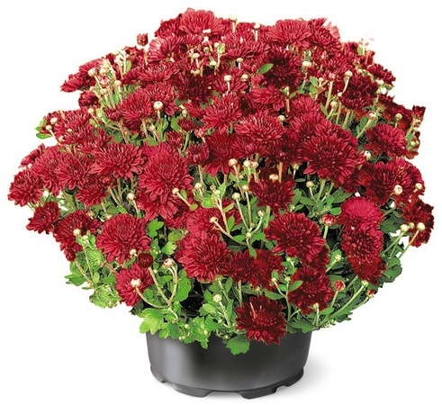 8in Mums - 
