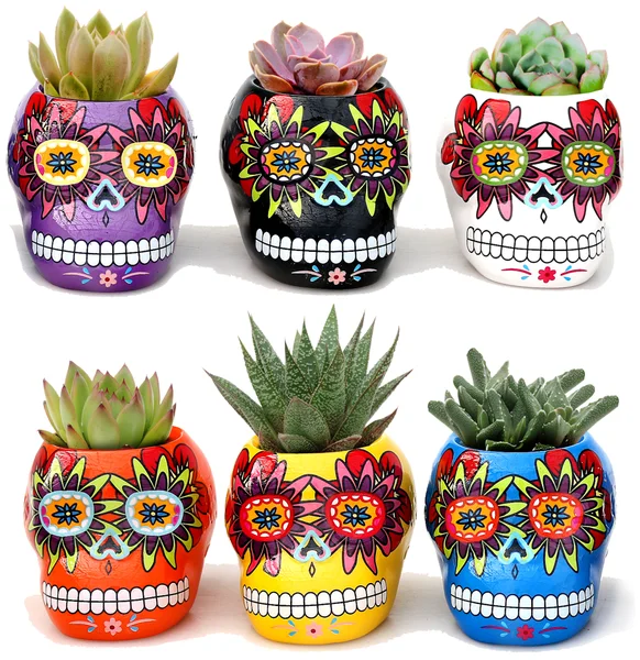 Skull Succulents